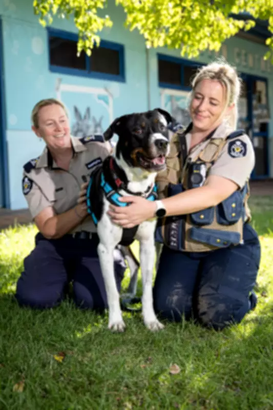 Inside the Dangers and Delights of RSPCA Inspectors Protecting WA Animals