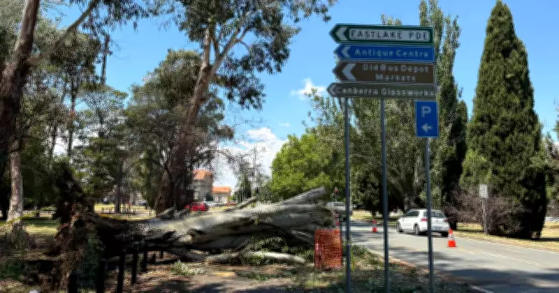 Kingston Rush-Hour Drama: Large Tree Crashes Onto Vehicles, Motorists Escape Unharmed