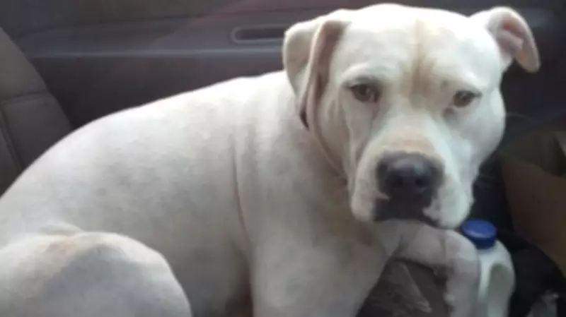 Loyal Dog Survives Tragic Rollover and Night Alone in Rainforest After Owner's Death