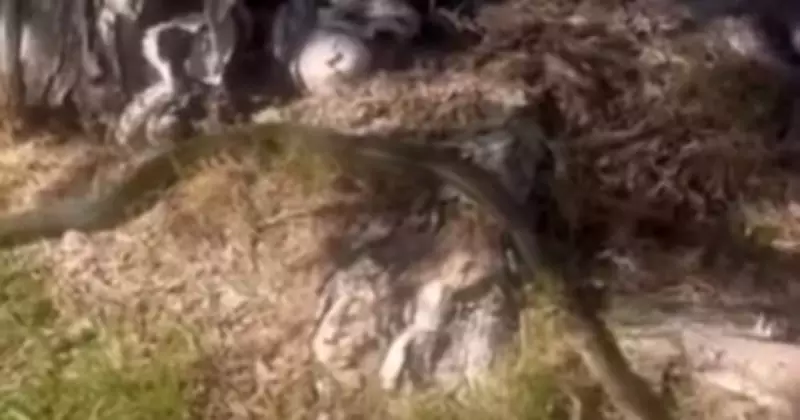 Massive Diamond Python Spotted Slithering Through Newcastle CBD