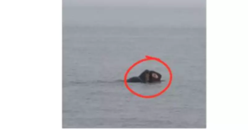 Massive Endangered Leatherback Turtle Spotted in Port Stephens Waters