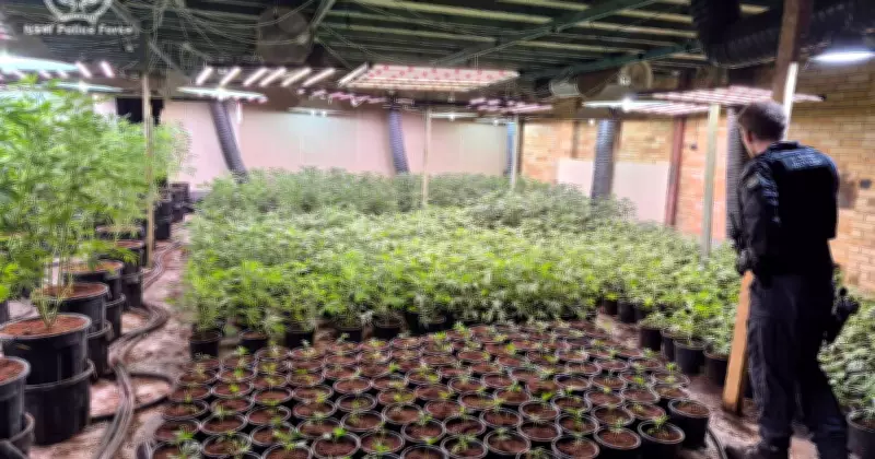 New Lambton Warehouse Cannabis Bust: Arrest in Newton Street Raid