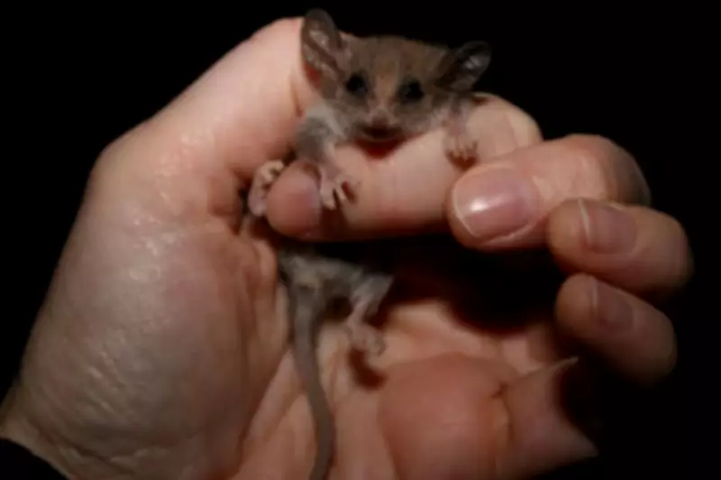 New Marsupial Species Potentially Found in Yorke Peninsula After Study