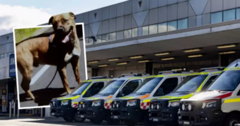 Newcastle Dog Attack Sparks Public Safety Fears as Man Hospitalised with Severe Injuries