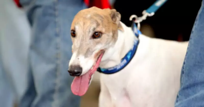 NSW Greyhound Racing Partners with Jetpets Australia for Canine Transport