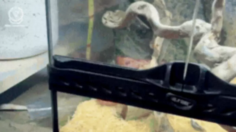 NSW Man Charged After Police Find $85k Cannabis, Crocodile and Dozens of Snakes