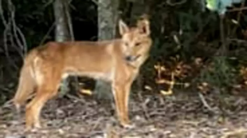 Palm Cove Residents Alert Authorities to Dingo Sightings, Refuse to Be Intimidated