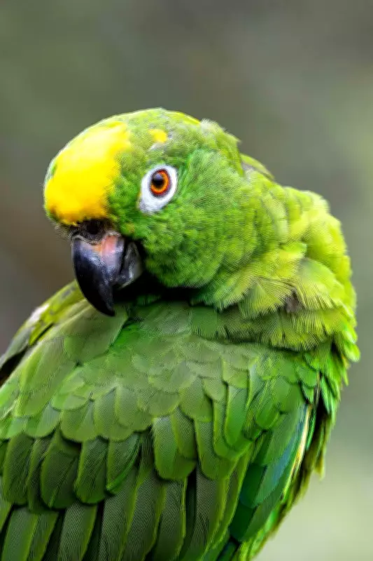 Parrot's Gossip Puts Owner in Hot Water with Mother-in-Law