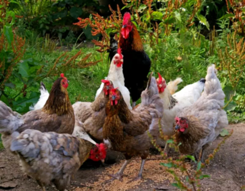 Perth Council Proposes New Limits on Backyard Chickens, Sparking Debate