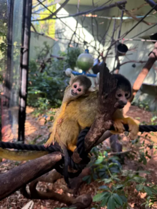 Perth Zoo Celebrates Birth of Three Bolivian Squirrel Monkeys