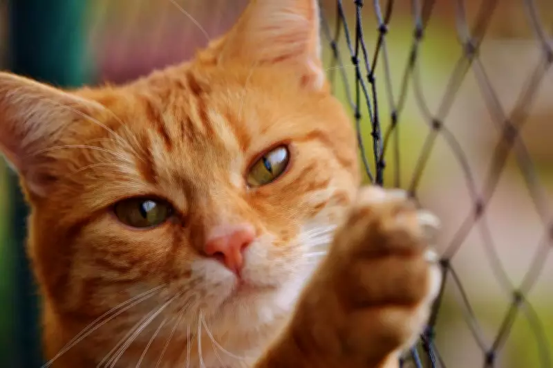 Perth's Western Suburbs May Ban Free-Roaming Cats Under New State Plan