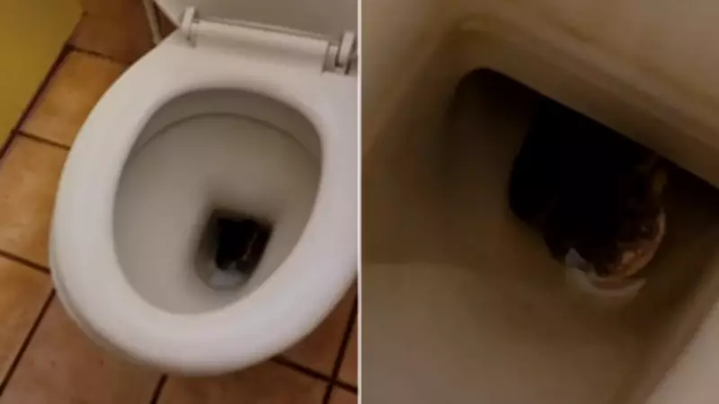 Python in Park Toilet Sparks 'Look Before You Squat' Warning in Flinders Ranges