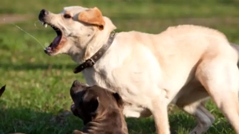 QCAT Upholds Townsville Council Decision to Euthanize Dangerous Dogs