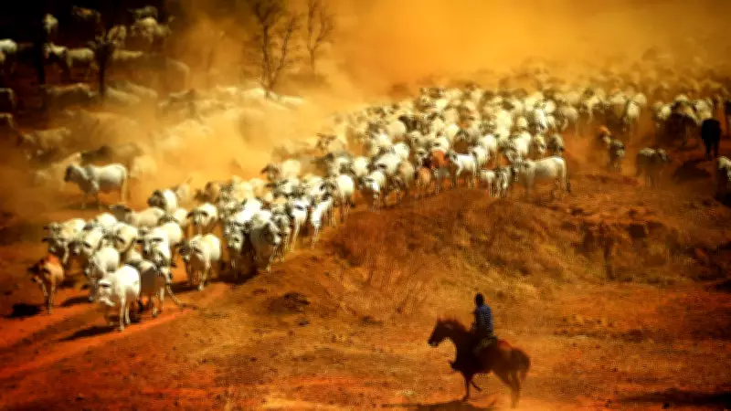 Queensland's Booming Beef Exports Face Stalling Without Urgent Water Infrastructure