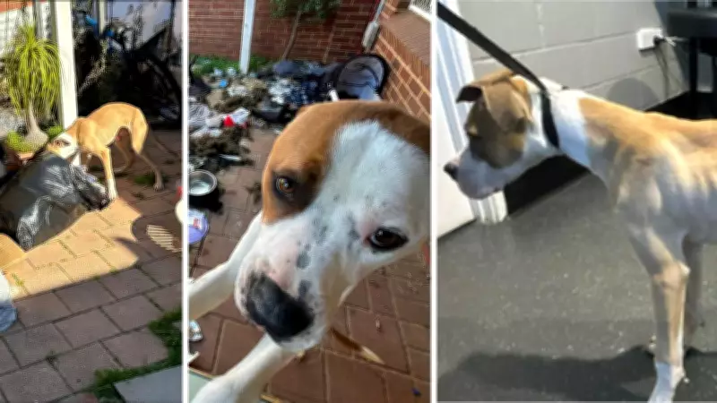 RSPCA Inspectors Rescue Dogs Like Tank from Dire Conditions Daily