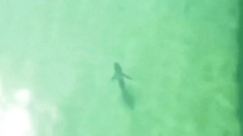 Shark Found Inside Sydney Harbour Net Sparks Safety Concerns