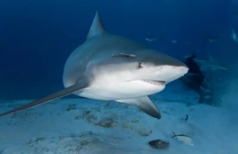 Shark Sighting Prompts Closure of Perth's City and Floreat Beaches