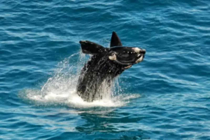 Southern Right Whales Face New Climate Threat, Researchers Warn