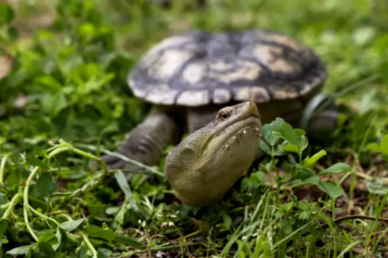 Speed Limit Cuts Proposed in Bibra Lake to Protect Turtles from Road Deaths