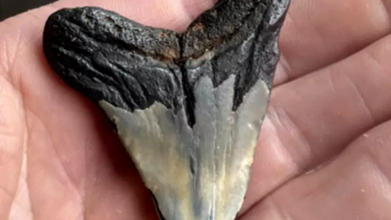 Surfer Discovers Rare 25-Million-Year-Old Shark Tooth at Jan Juc Beach