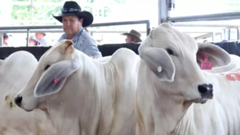 Townsville Brahman Sale: $130K Grey & $90K Red Top Big Country Auction