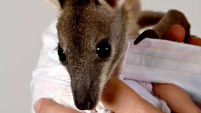 Townsville Wildlife Rescue Seeks New Carers for Injured and Orphaned Animals