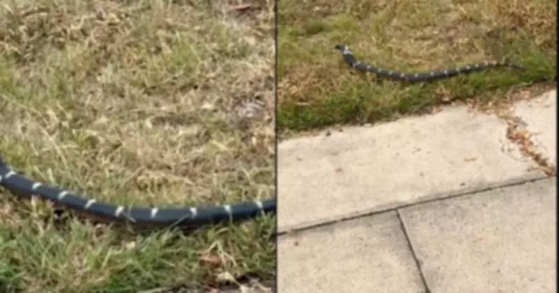 Toy Snake Sparks Cobra Scare in Carrington Park, Residents Relieved