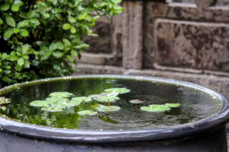 Transform Your Garden with a Simple Pond and Water Lilies: A Step-by-Step Guide