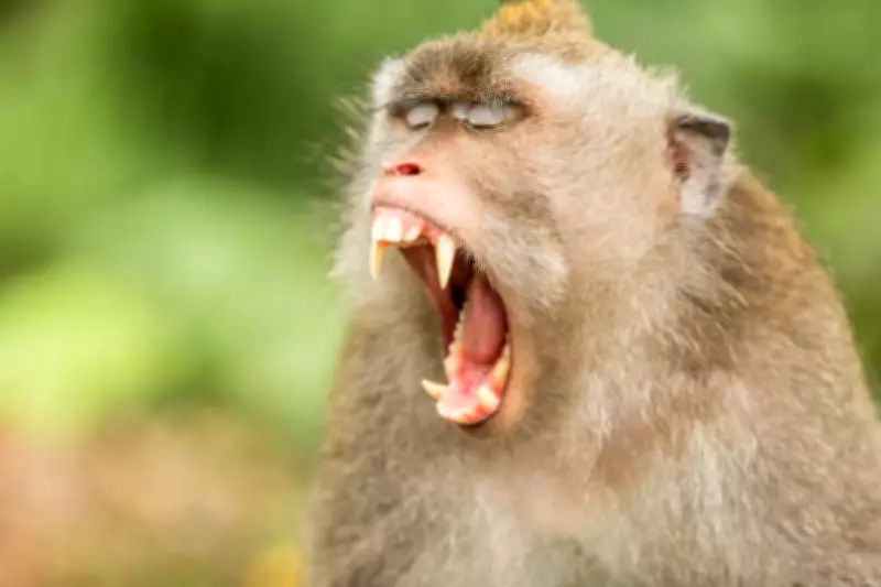 Travel Insurance Claims for Monkey Incidents Surge by 350% in Two Years