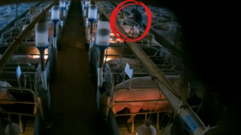 Victorian Farmer Acquitted in Bestiality Case After Illegal Evidence Ruling