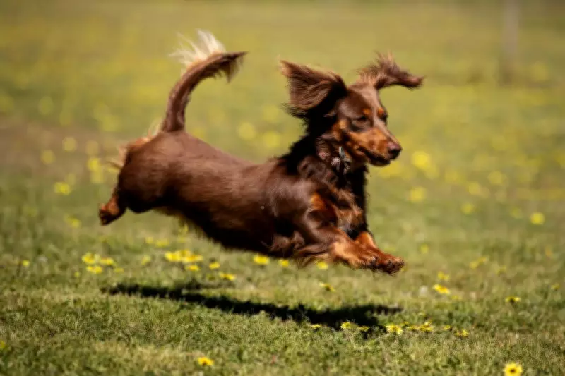 Wanneroo Council Considers Major Crackdown on Off-Leash Dogs in Parks