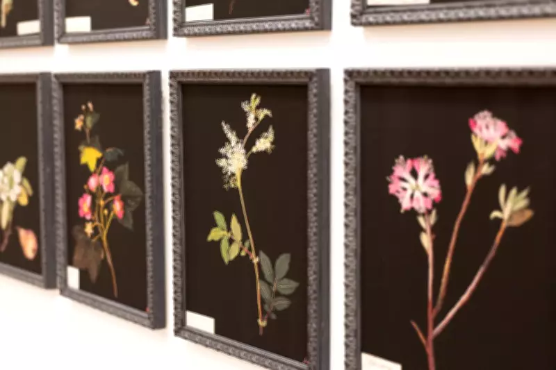 Wanneroo Gallery Hosts Historic Exhibition of Mary Delany's 18th Century Botanical Art