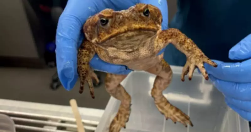 Waratah Residents Alerted After Cane Toads Detected in Local Area