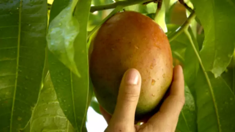Water Boost Fuels Growth in Far North Queensland Agriculture