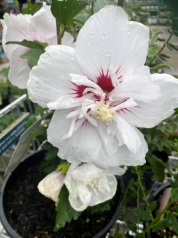 Why Hibiscus Syriacus Remains a Perfect Garden Choice and How to Grow It