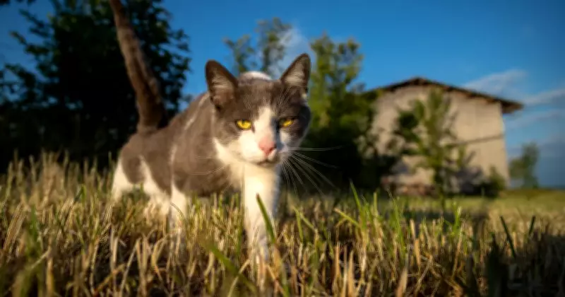 Wollongong Council's Cat Curfew Debate Sparks Community Tensions