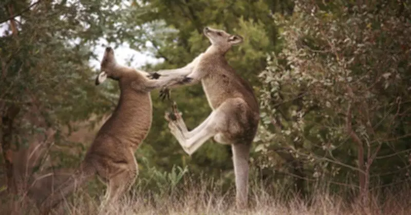 Wollongong Zoo's Jacko the Kangaroo Saga Sparks Controversy and Debate