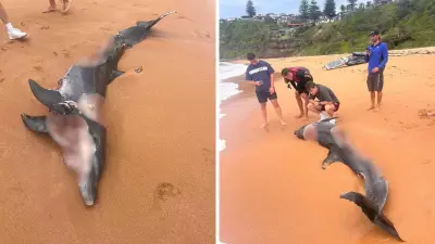 Bull Sharks Spotted Near Sydney Beach After Dolphin Attack