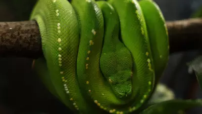 Cairns Poacher Faces Jail for Stealing Sacred Green Tree Pythons from Cape York