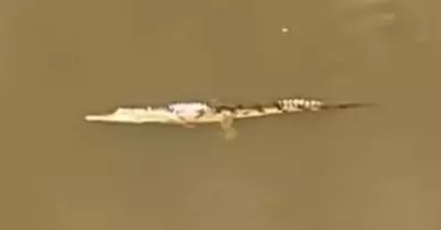 Crocodile Sighting Sparks Major Search in Newcastle's Wallsend Creek