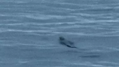 Crocodile Spotted Swimming Near Townsville Beach, Video Captures Encounter