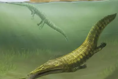 Lost WA fossil rediscovered after 50 years reveals ancient marine predator duo