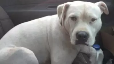 Loyal Dog Survives Tragic Rollover and Night Alone in Rainforest After Owner's Death