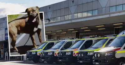 Newcastle Dog Attack Sparks Public Safety Fears as Man Hospitalised with Severe Injuries