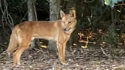 Palm Cove Residents Alert Authorities to Dingo Sightings, Refuse to Be Intimidated
