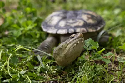 Speed Limit Cuts Proposed in Bibra Lake to Protect Turtles from Road Deaths