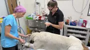 Angelpaws Expands Veterinary Mission on Palm Island to Boost Animal Welfare