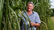 Bana Grass Emerges as Potential Savior for Mossman Farmers Post-Sugar Mill Closure
