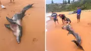 Bull Sharks Spotted Near Sydney Beach After Dolphin Attack