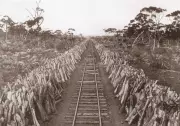 Forgotten Woodlines: The Vast Railway Network That Fueled WA's Gold Rush